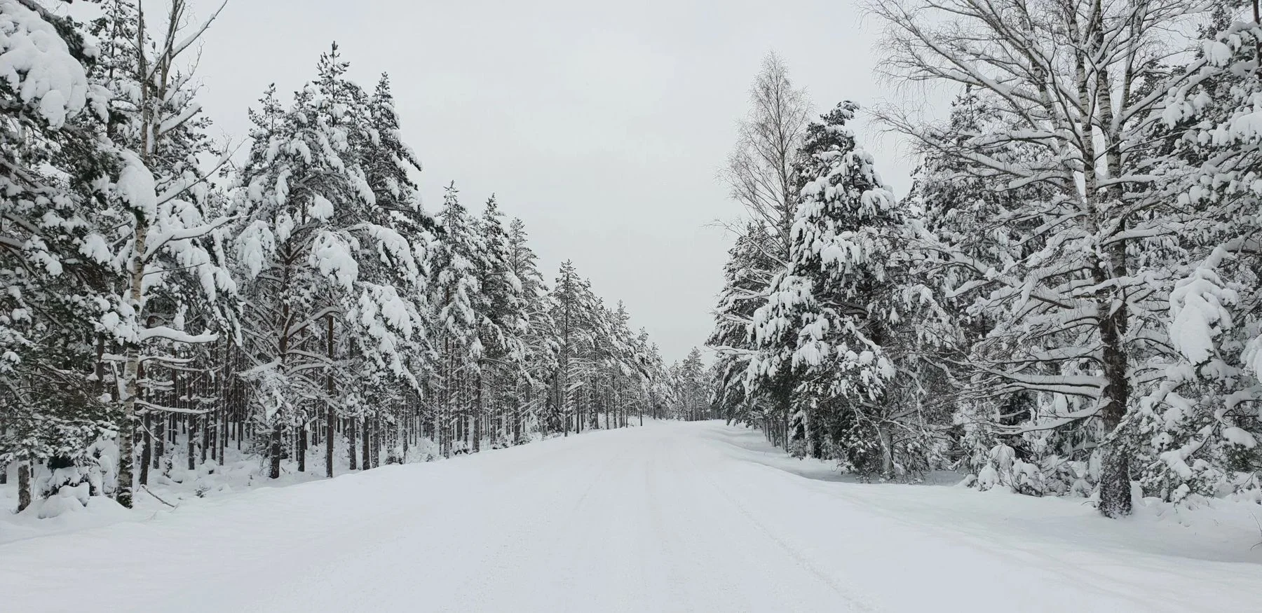 Lumine Saaremaa mets